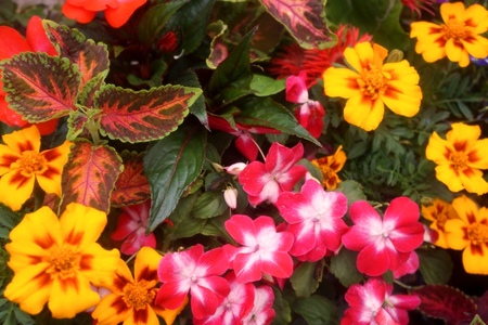 2012-7-11八紘学園菖蒲2 078.jpg